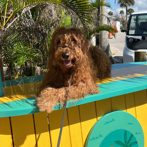 A fluffy brown dog lies on a colorful yellow and teal bench under palm trees.